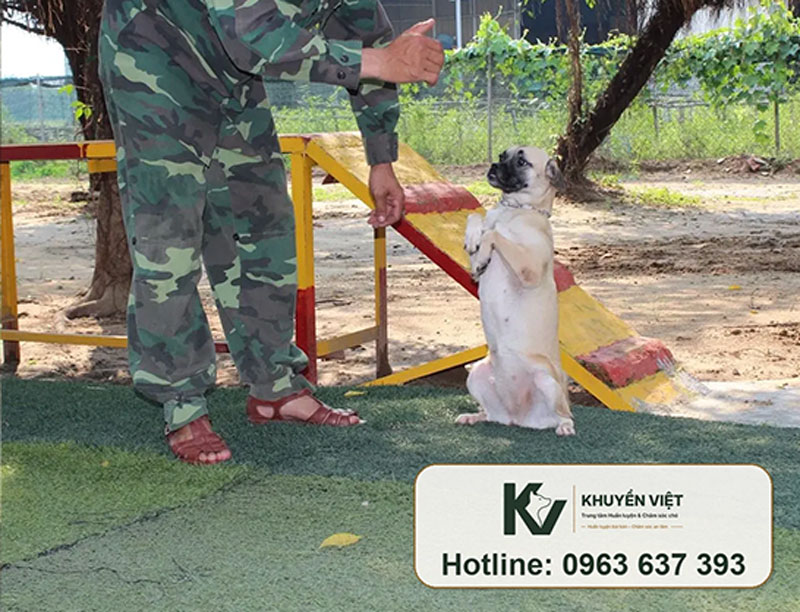 Huấn luyện chó Pug tại KHUYỂN VIỆT