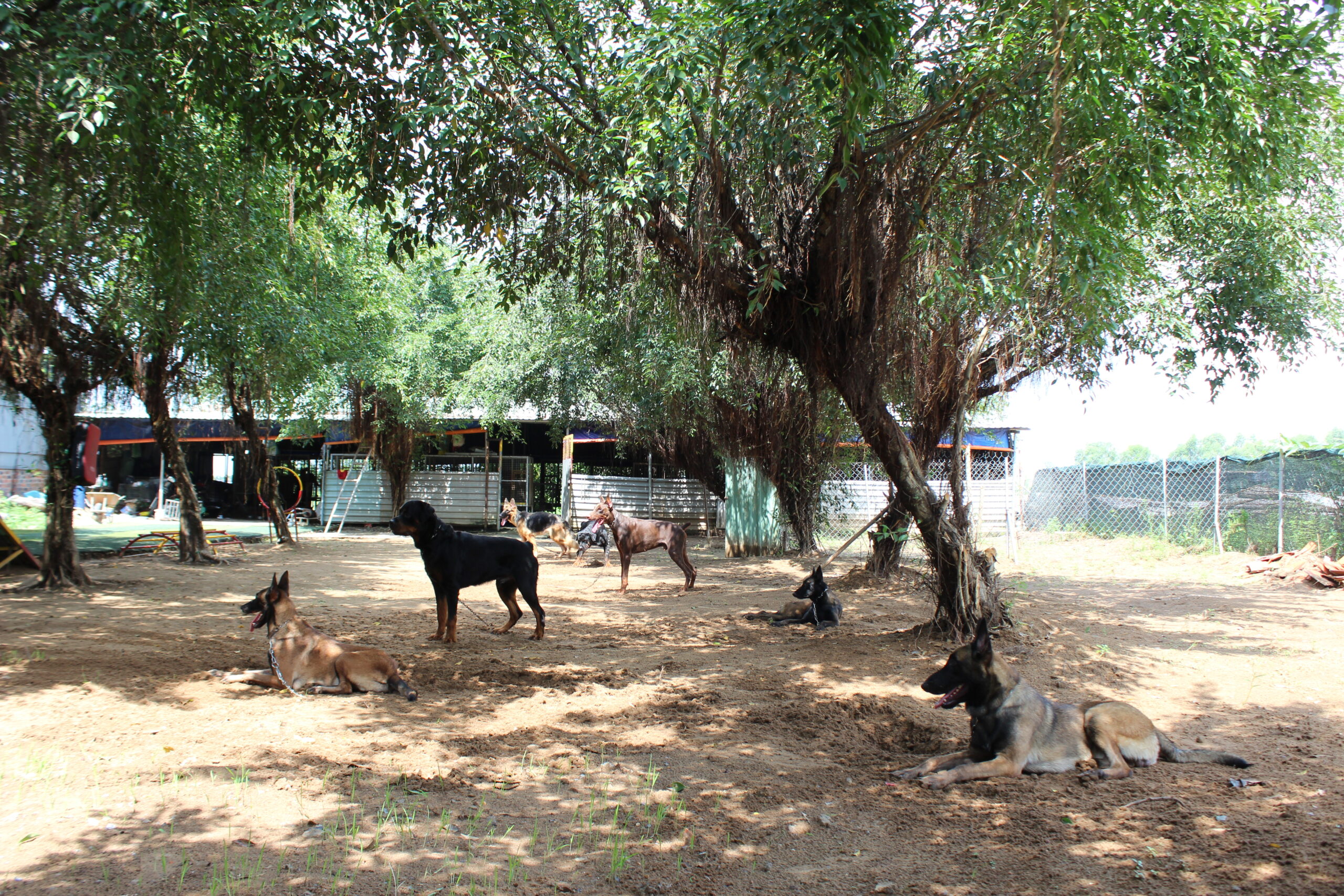 huấn luyện chó doberman