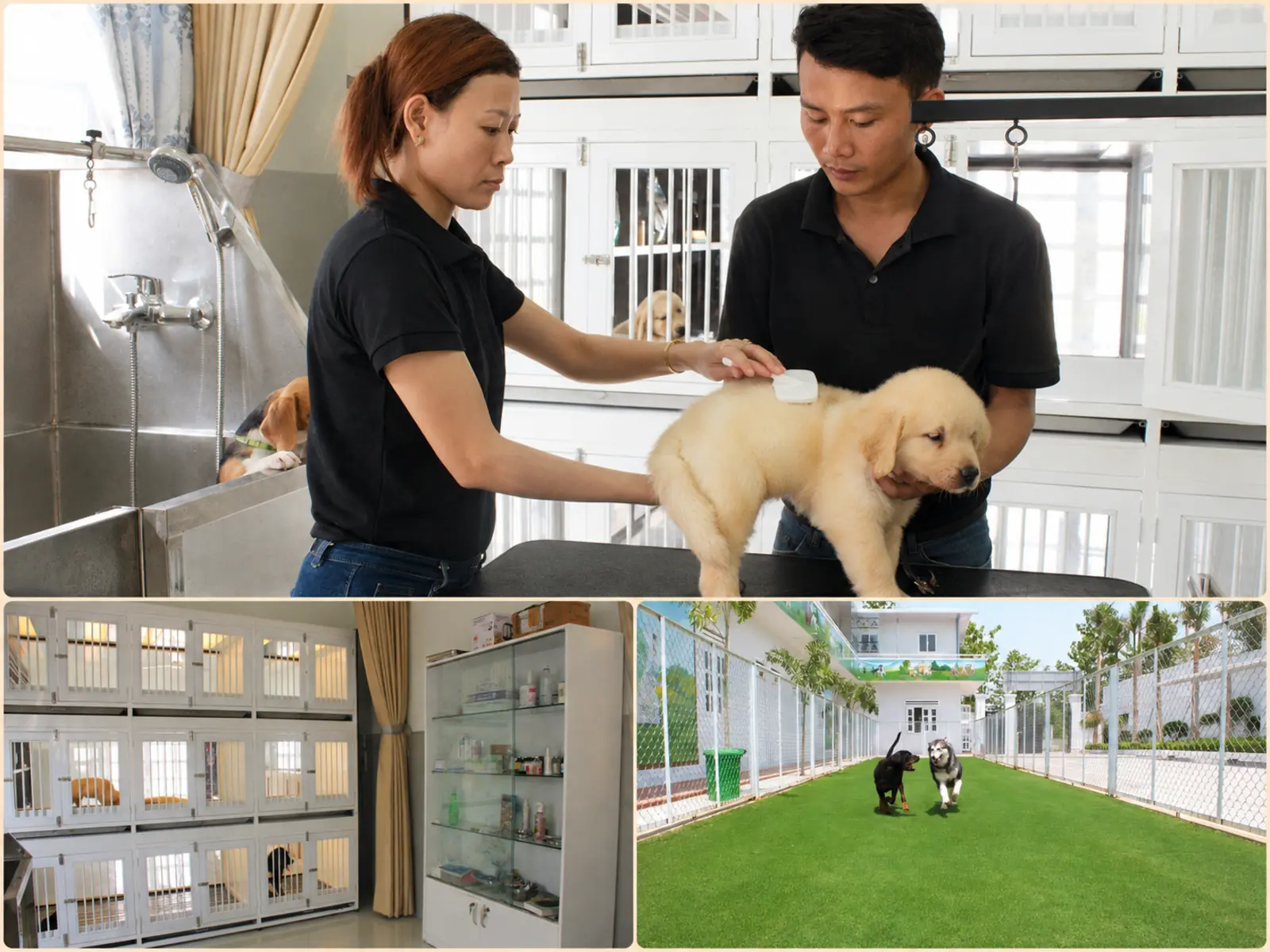 Chó được chăm sóc trong khu nội trú KHUYỂN VIỆT