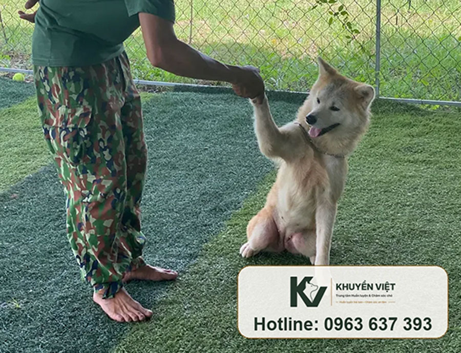 Huấn luyện chó Akita tại KHUYỂN VIỆT