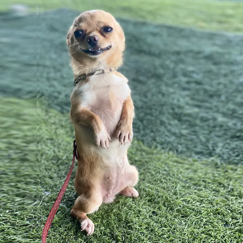 Huấn luyện chó Malinois tại KHUYỂN VIỆT