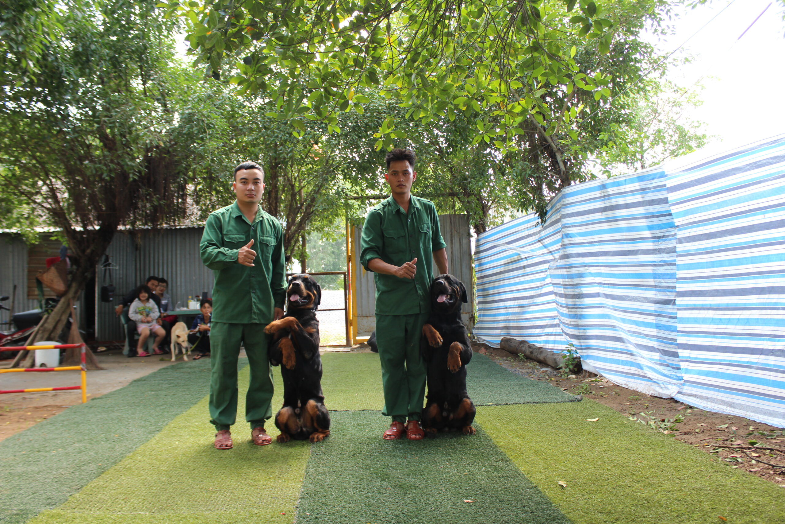 huấn luyện chó rottweiler