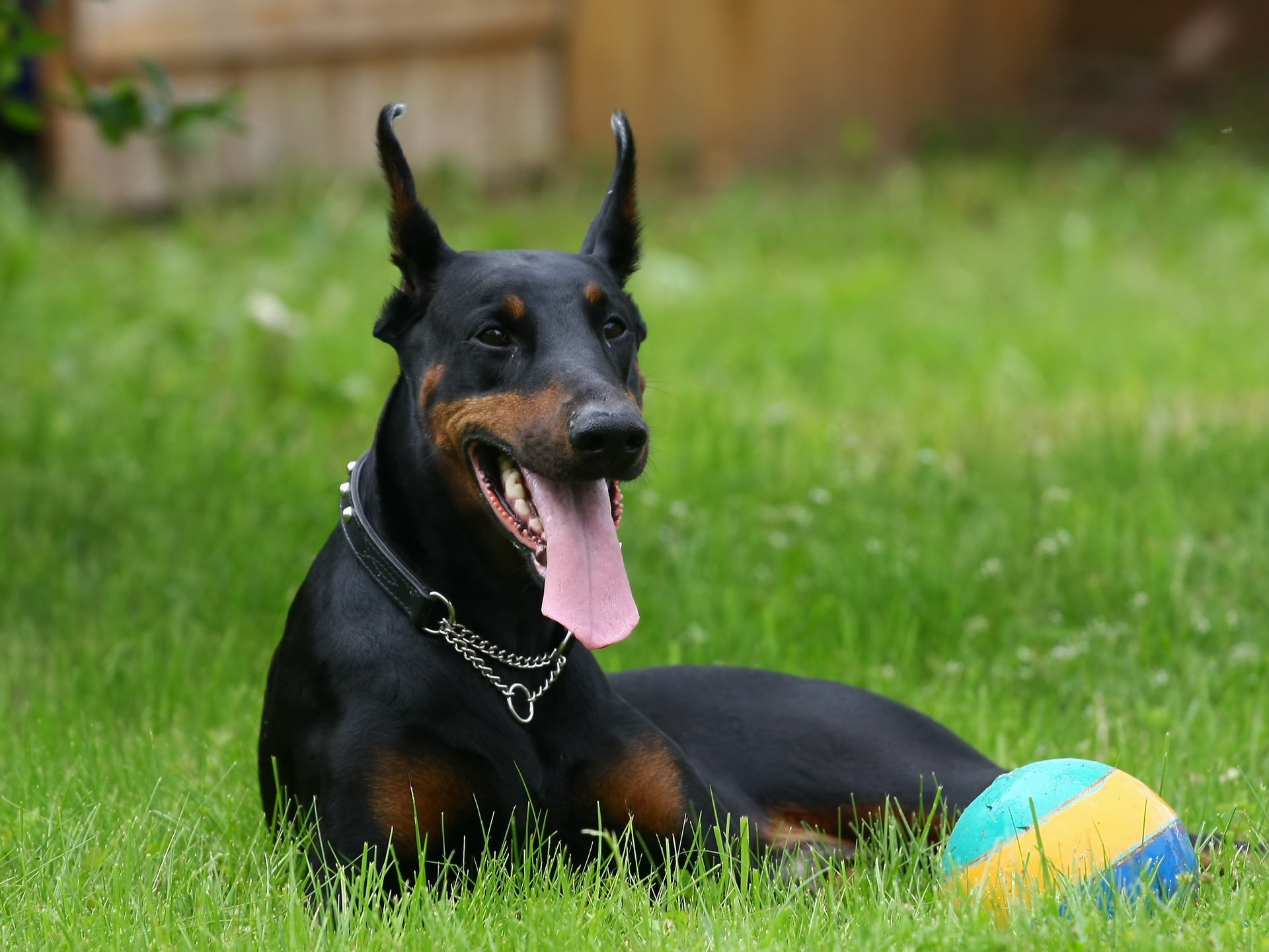 Huấn Luyện Chó Doberman