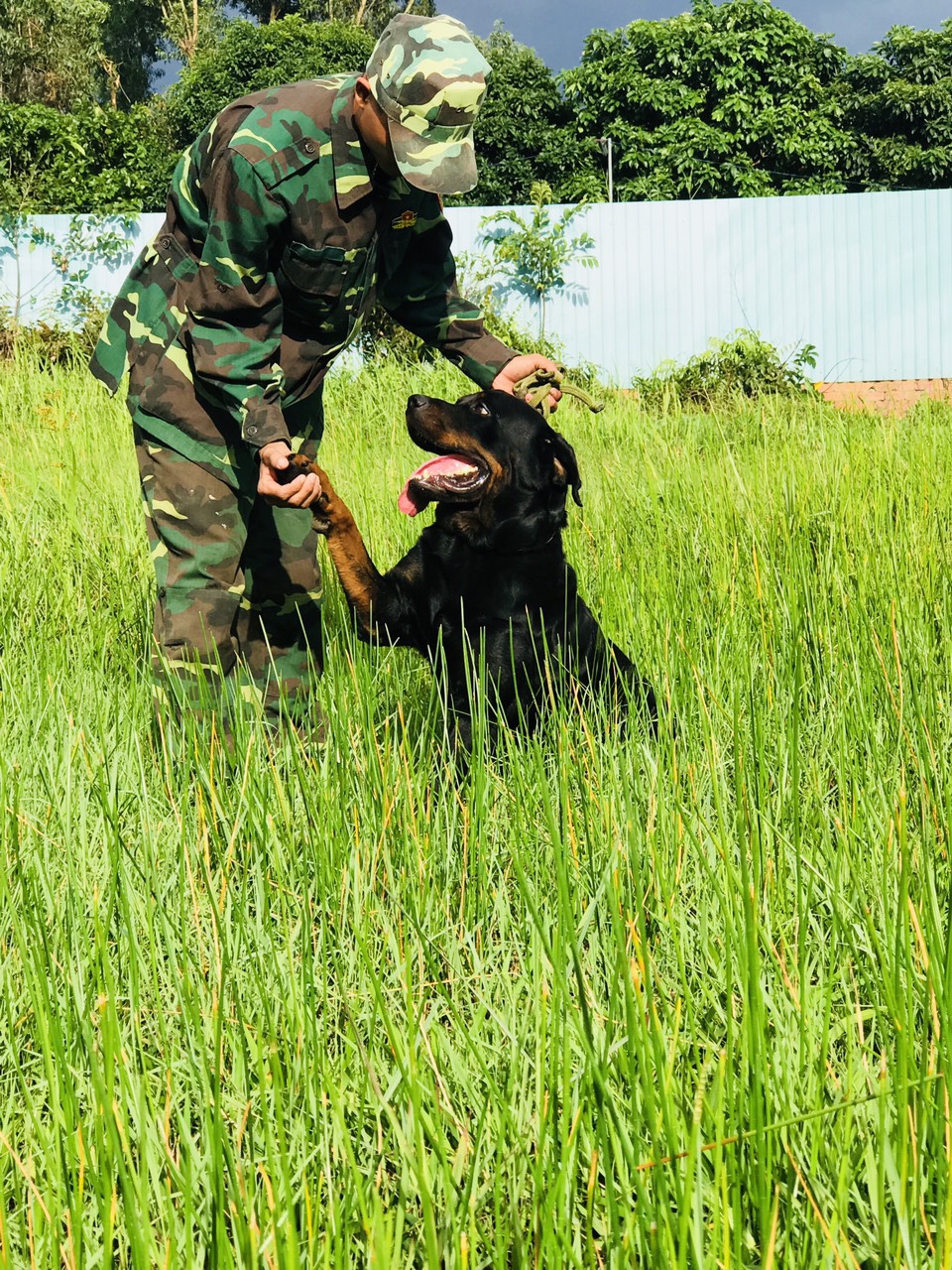 Huấn Luyện Chó Rottweiler