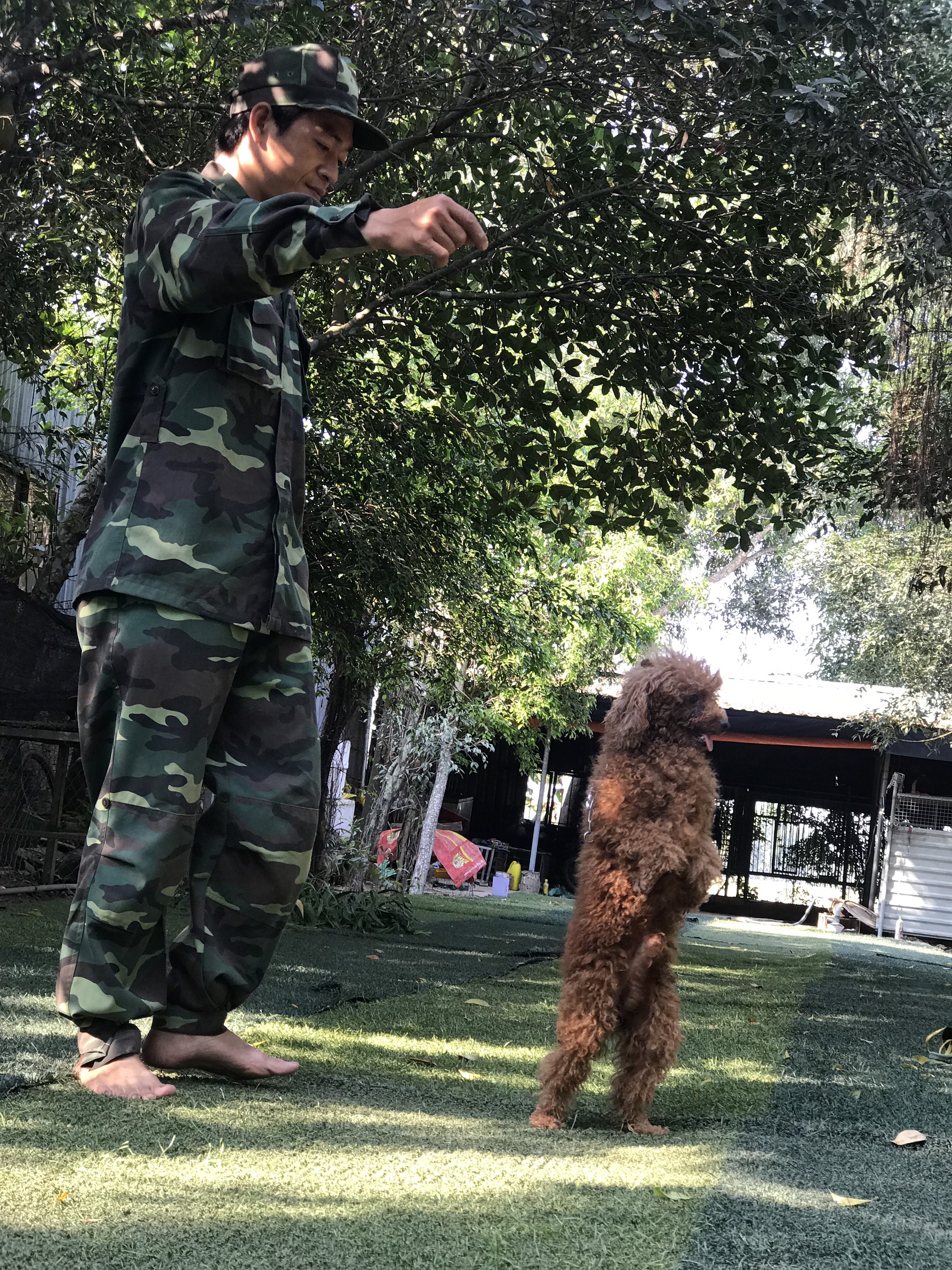 huấn luyện chó poodle