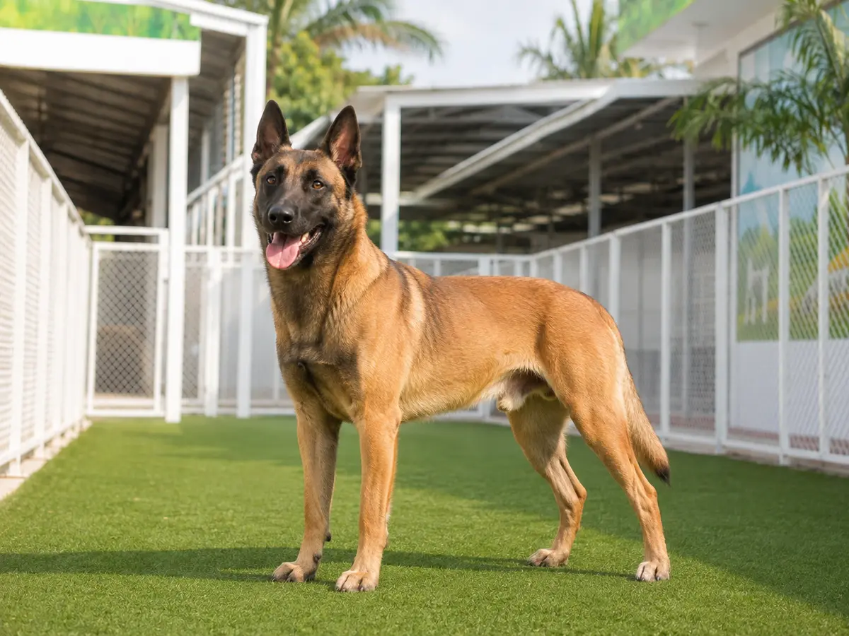Phối giống chó Malinois tại KHUYỂN VIỆT