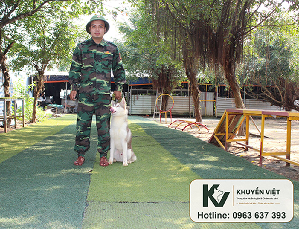 Huấn luyện chó Husky tại KHUYỂN VIỆT