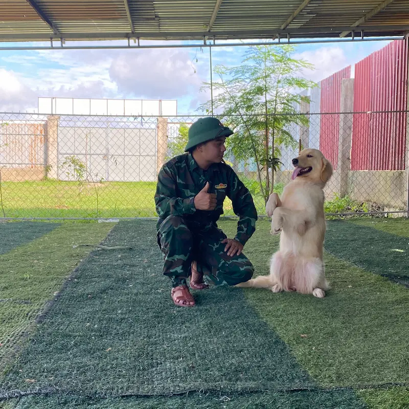 Huấn luyện chó Malinois tại KHUYỂN VIỆT