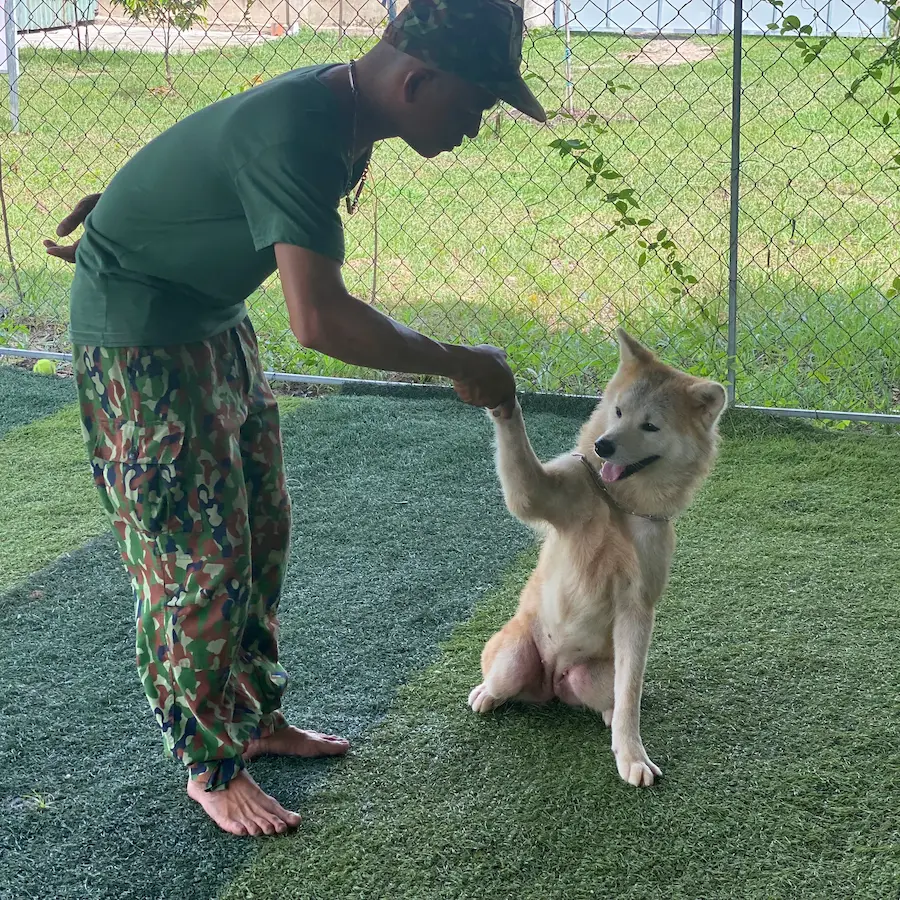 Huấn luyện chó Malinois tại KHUYỂN VIỆT
