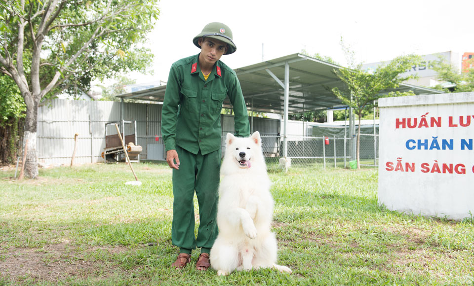 Huấn Luyện Chó Samoyed