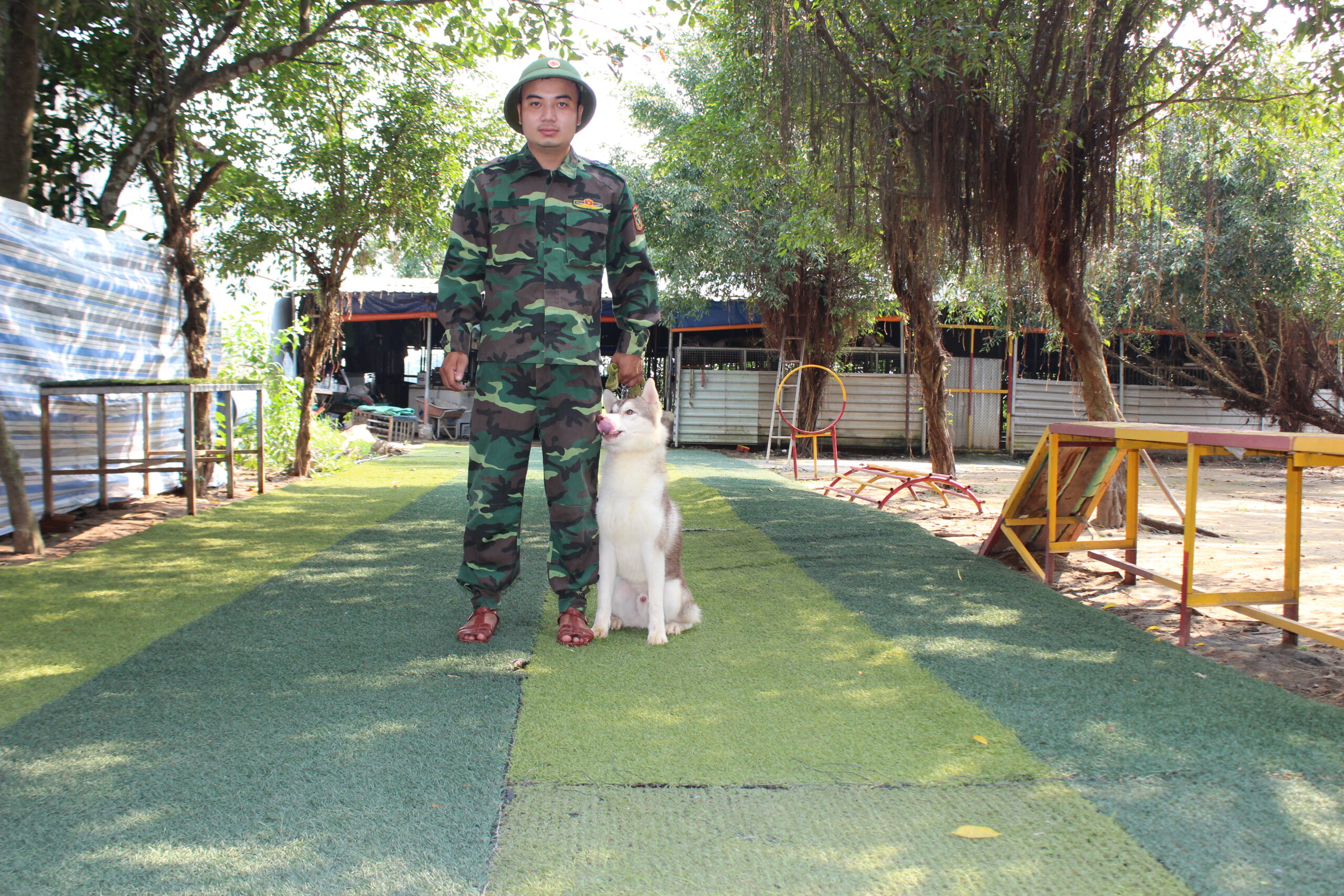 huấn luyện chó husky