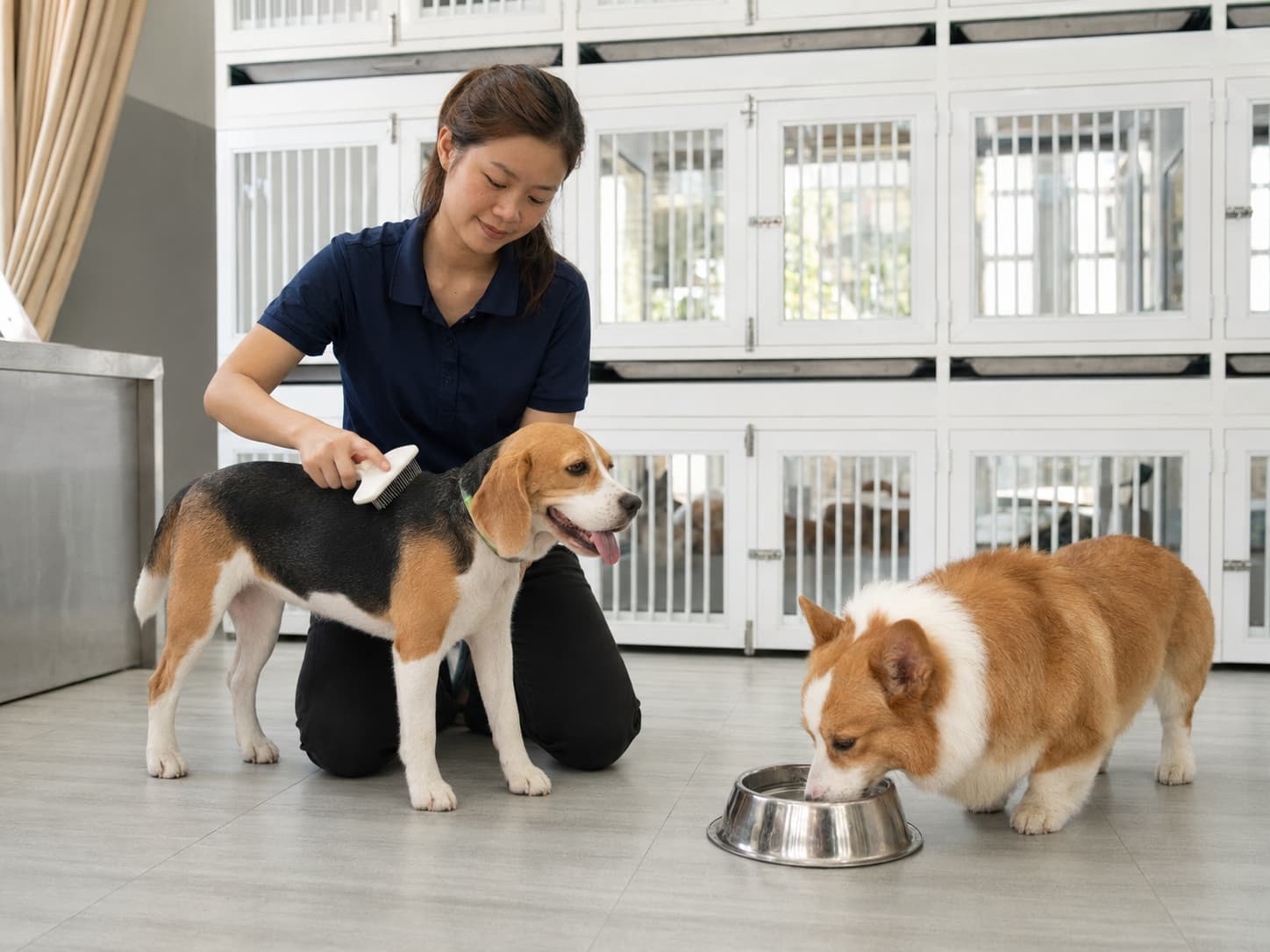 Trông giữ chó trung bình tại KHUYỂN VIỆT