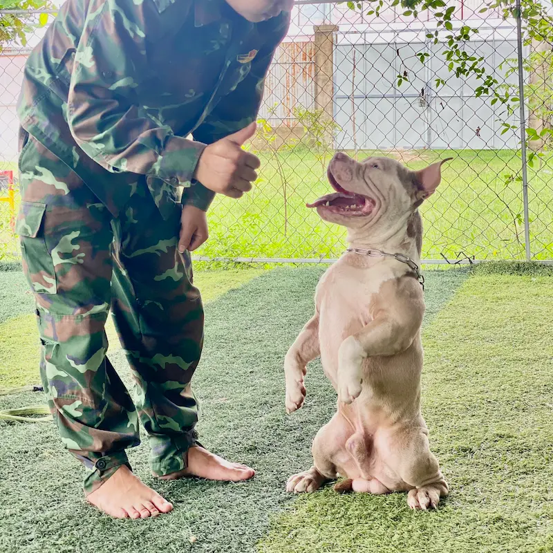 Huấn luyện chó Malinois tại KHUYỂN VIỆT