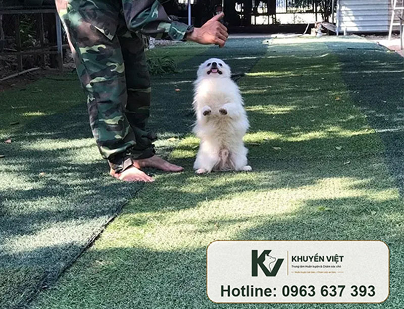 Huấn luyện chó Phốc Sóc tại KHUYỂN VIỆT