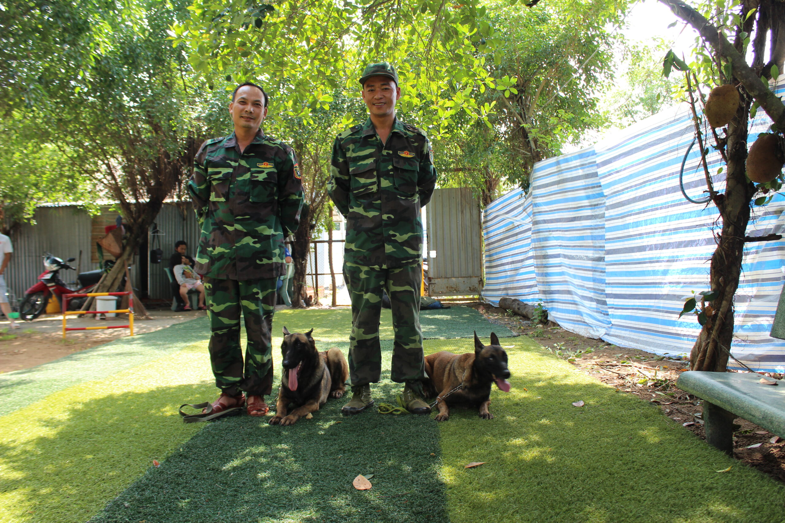 huấn luyện chó malinois