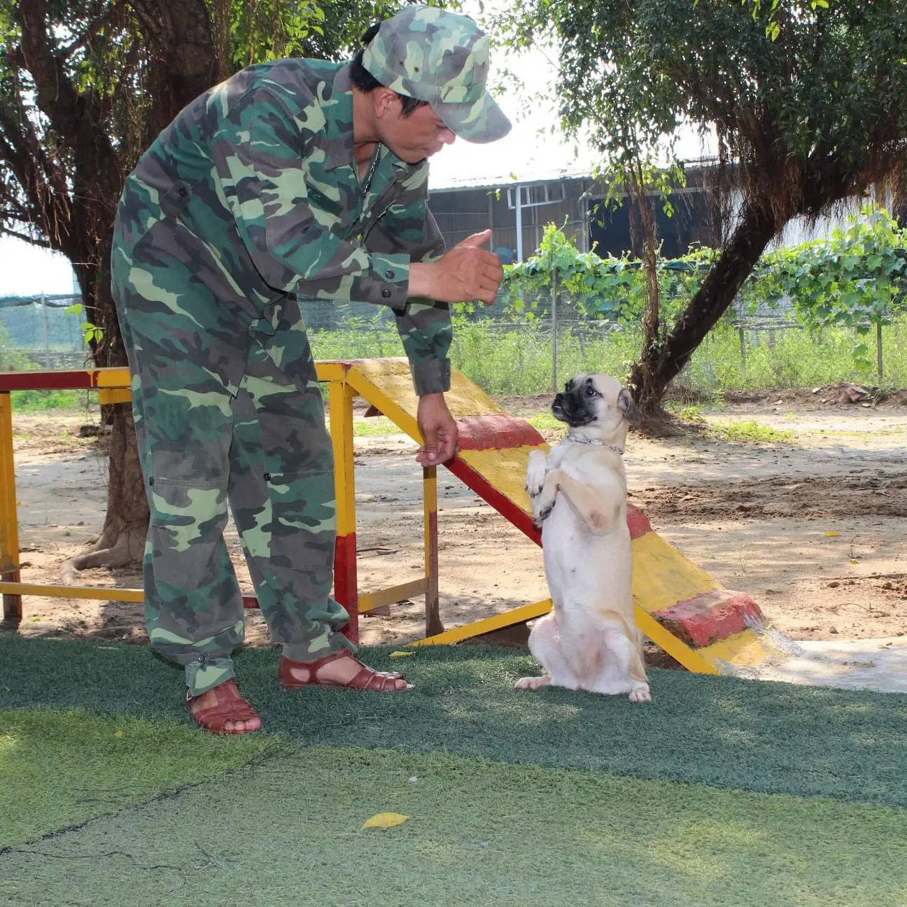 Huấn luyện chó Malinois tại KHUYỂN VIỆT