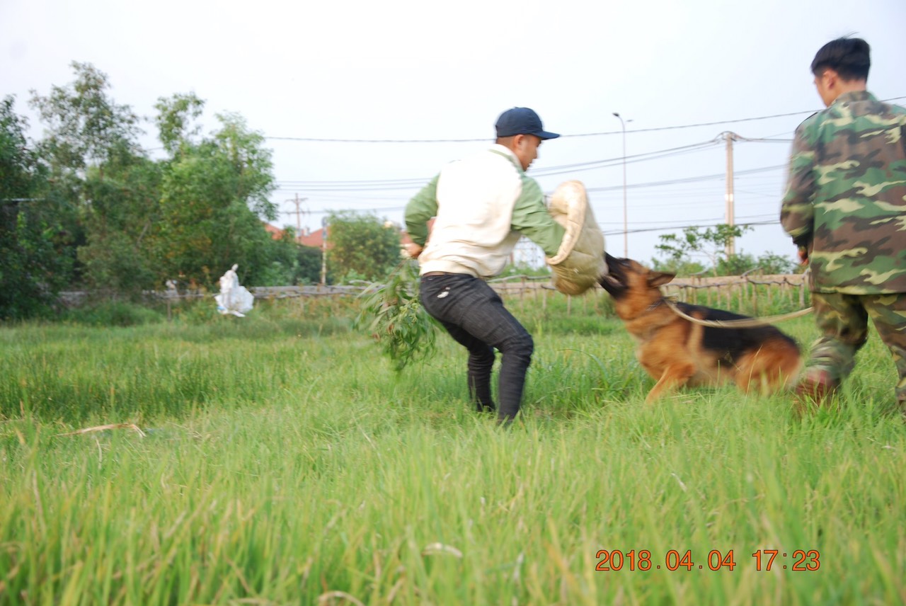 Huấn luyện chó becgie