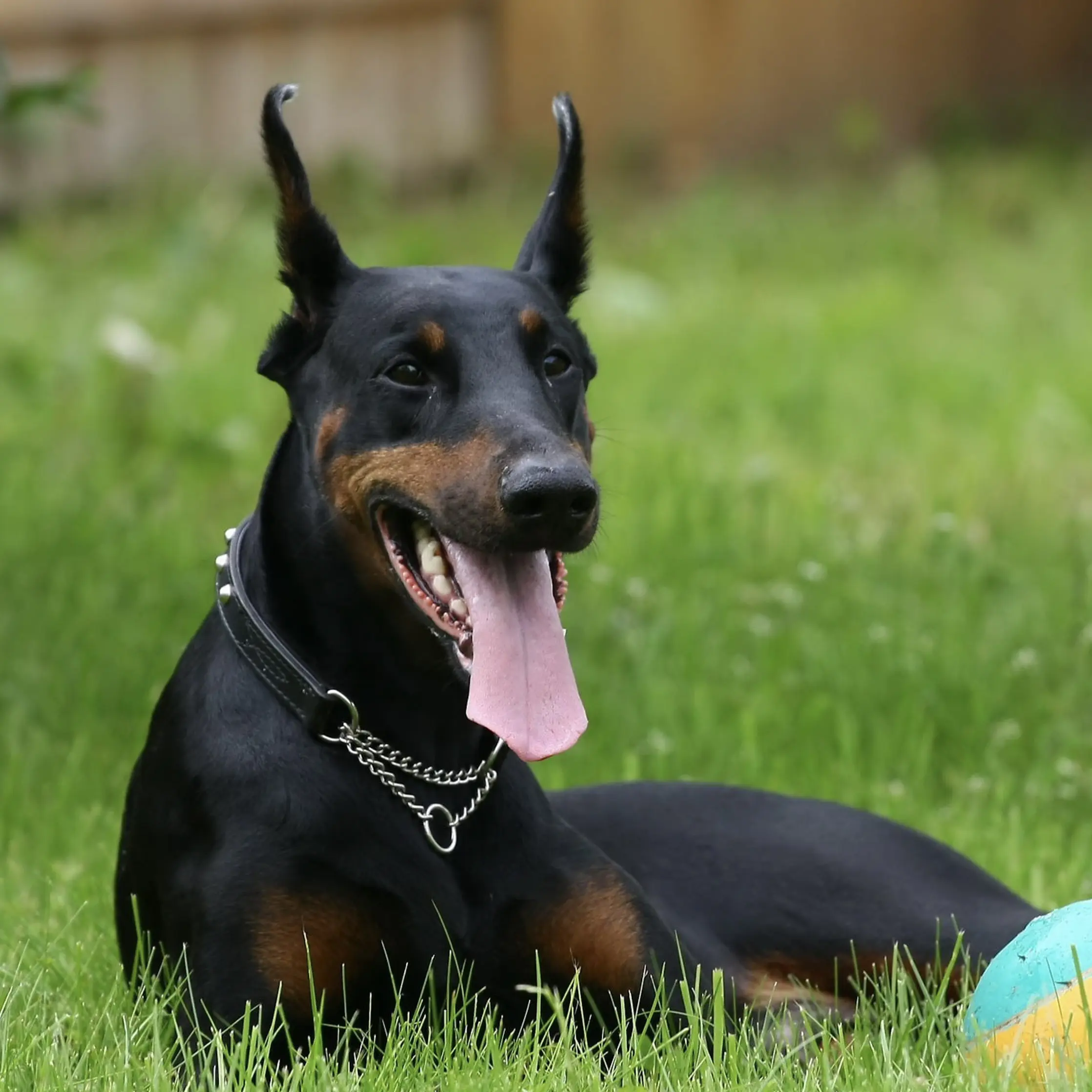 Huấn luyện chó Malinois tại KHUYỂN VIỆT