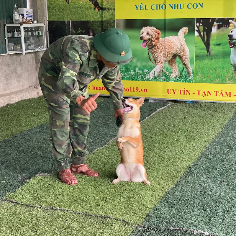 Huấn luyện chó Malinois tại KHUYỂN VIỆT