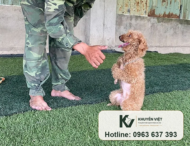 Huấn luyện chó Poodle tại KHUYỂN VIỆT