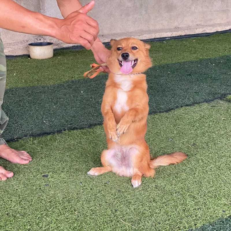 Huấn luyện chó Malinois tại KHUYỂN VIỆT