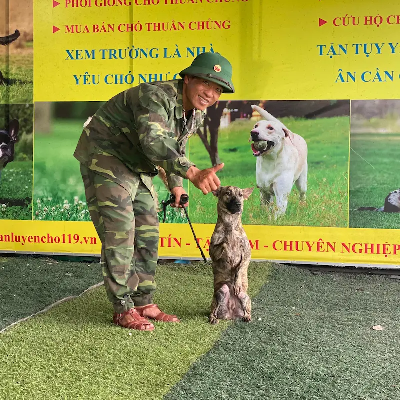 Huấn luyện chó Malinois tại KHUYỂN VIỆT