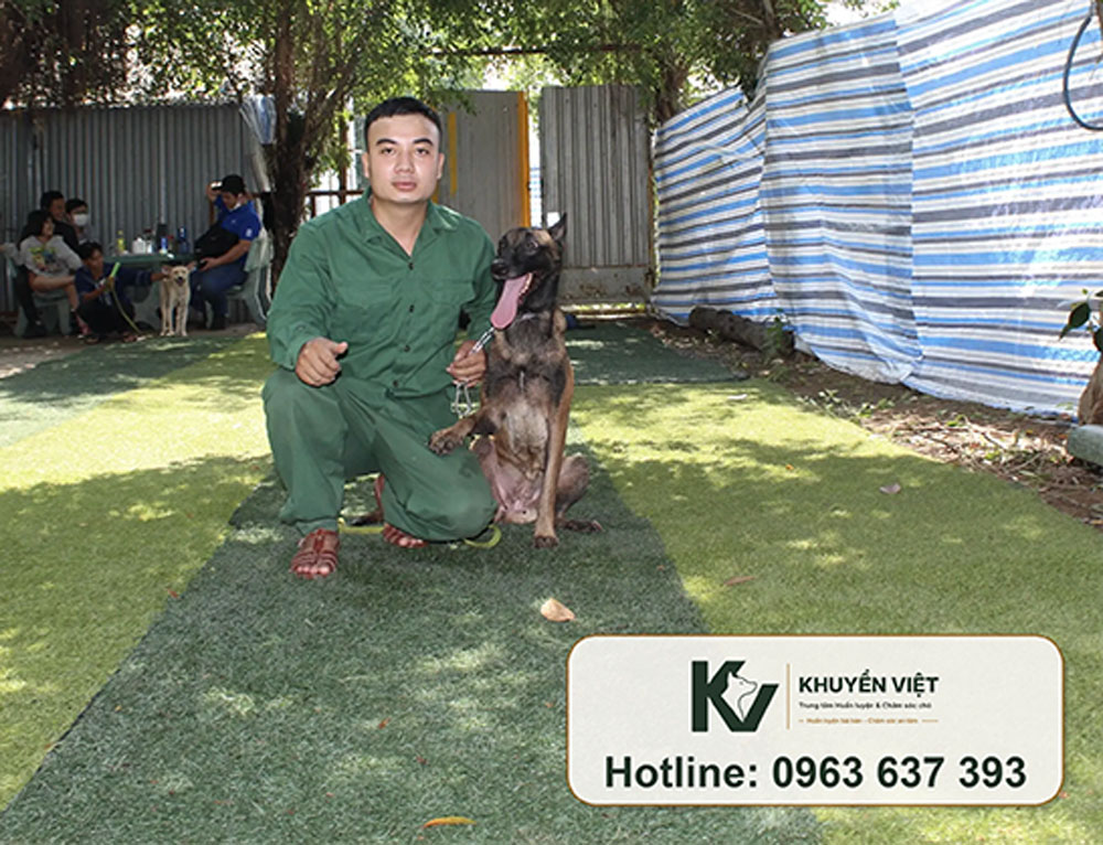 Huấn luyện chó Malinois tại KHUYỂN VIỆT