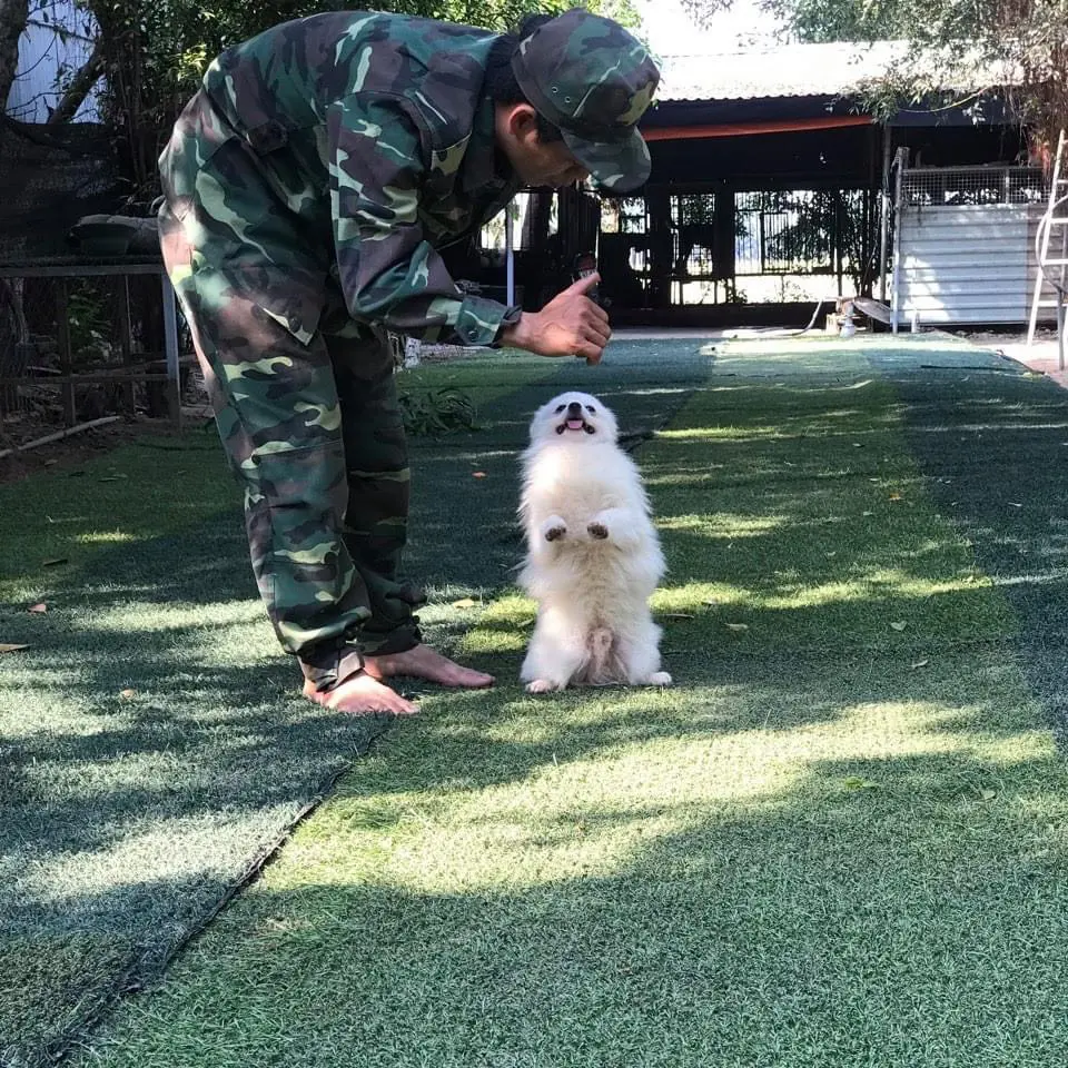 Huấn luyện chó Malinois tại KHUYỂN VIỆT