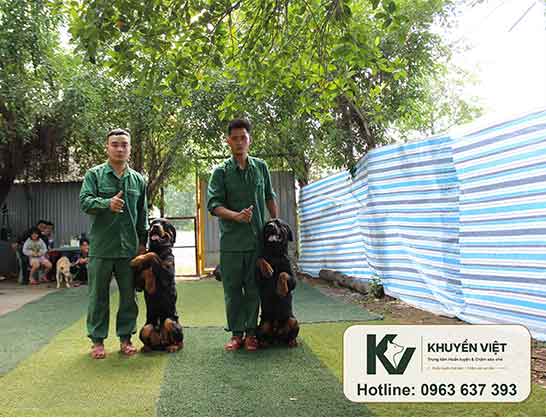 Huấn luyện chó Rottweiler tại KHUYỂN VIỆT