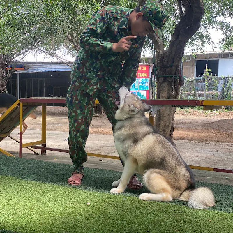 Huấn luyện chó Malinois tại KHUYỂN VIỆT