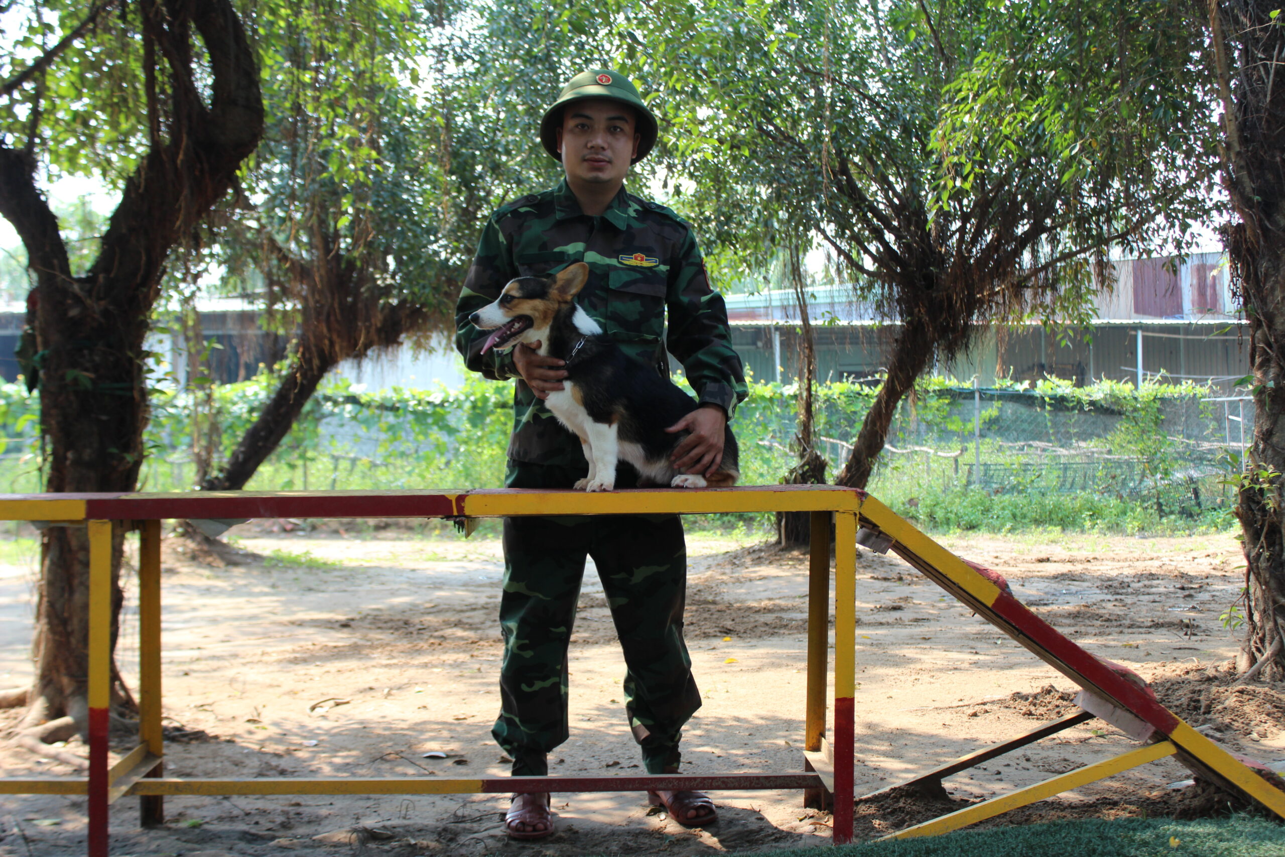 huấn luyện chó corgi