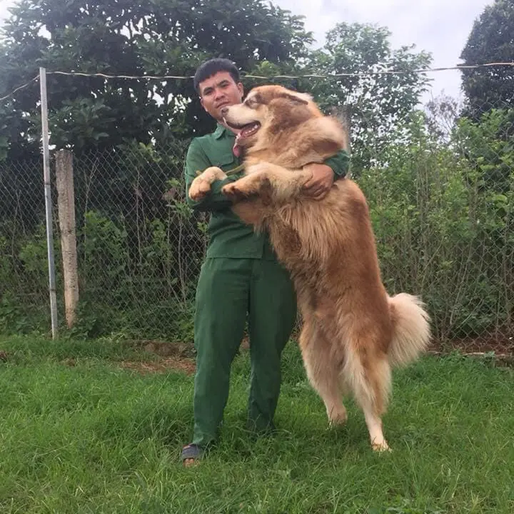 Huấn luyện chó Malinois tại KHUYỂN VIỆT