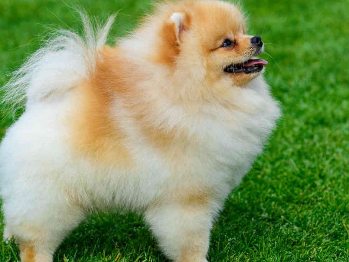 huấn luyện chó Phốc Sóc
