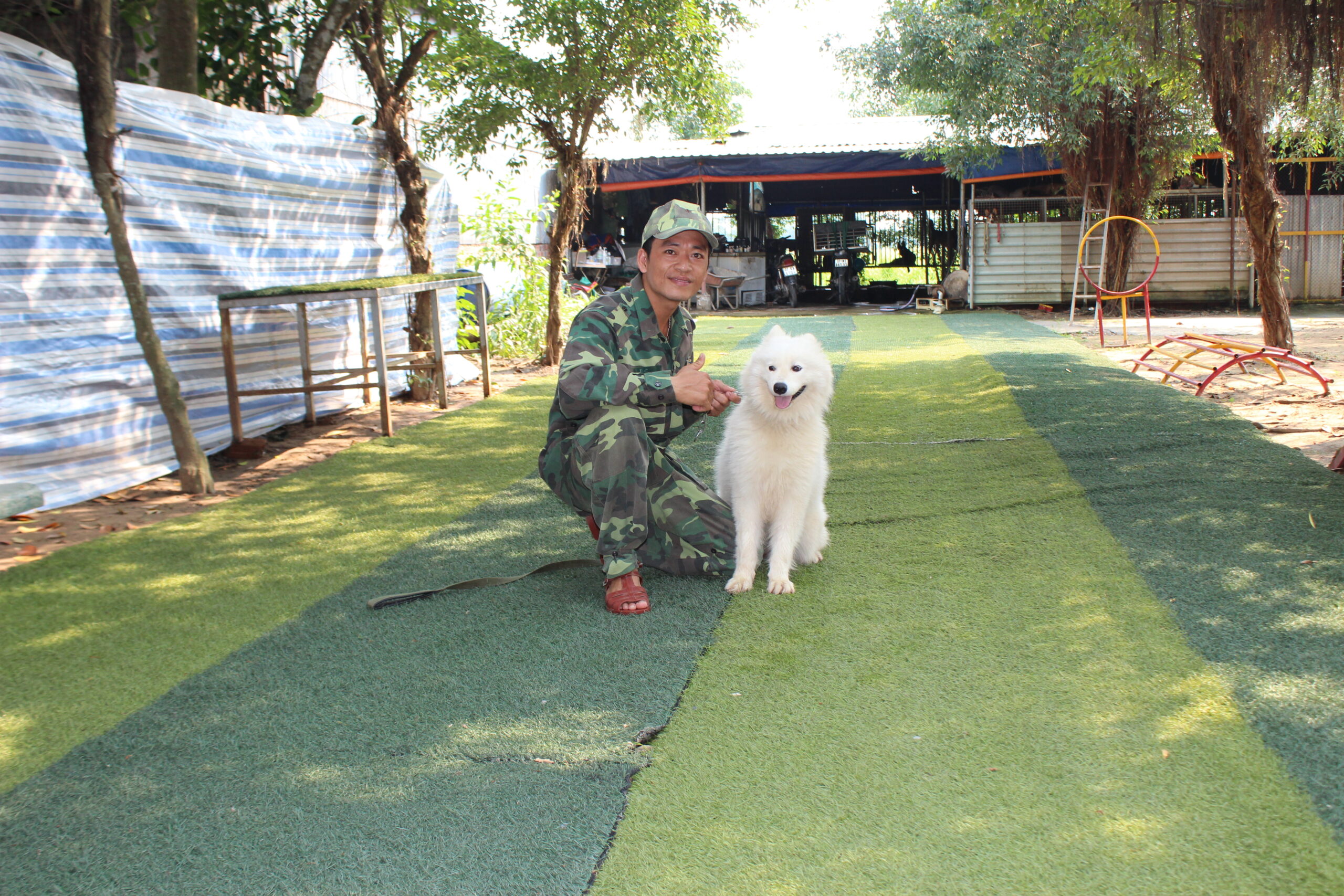 huấn luyện chó samoyed