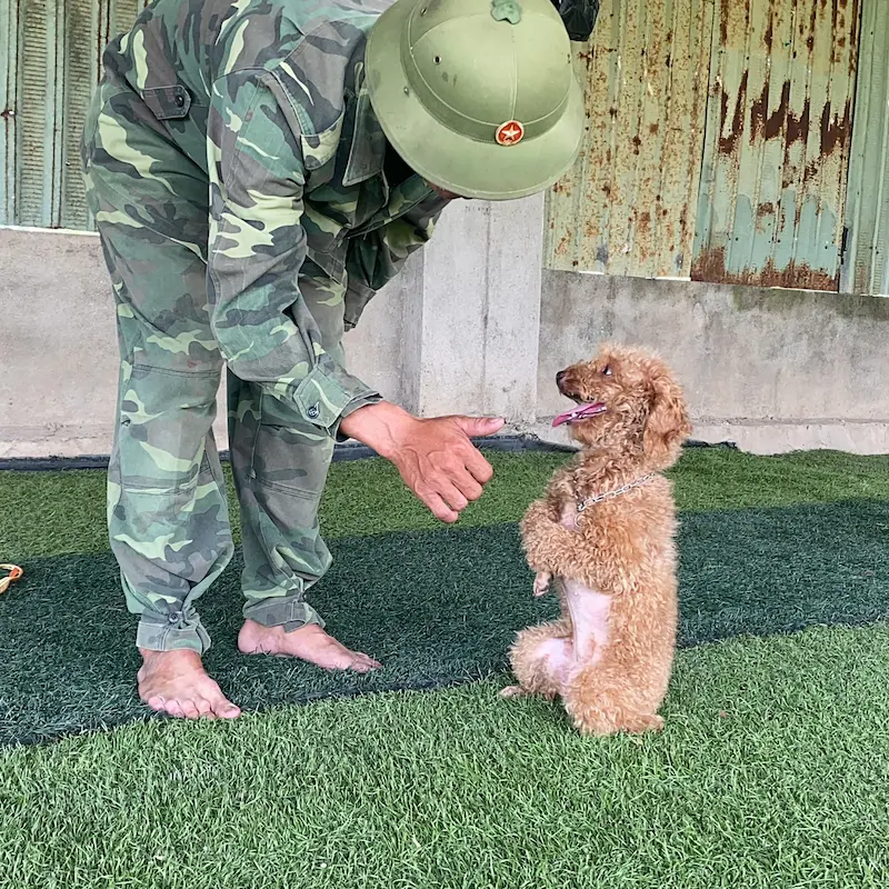 Huấn luyện chó Malinois tại KHUYỂN VIỆT