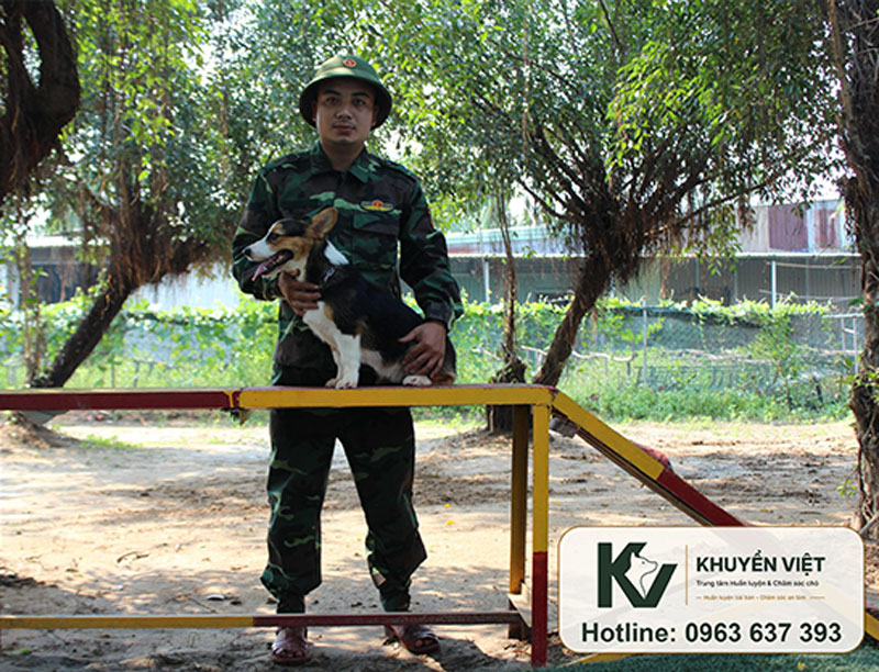 Huấn luyện chó Corgi tại KHUYỂN VIỆT