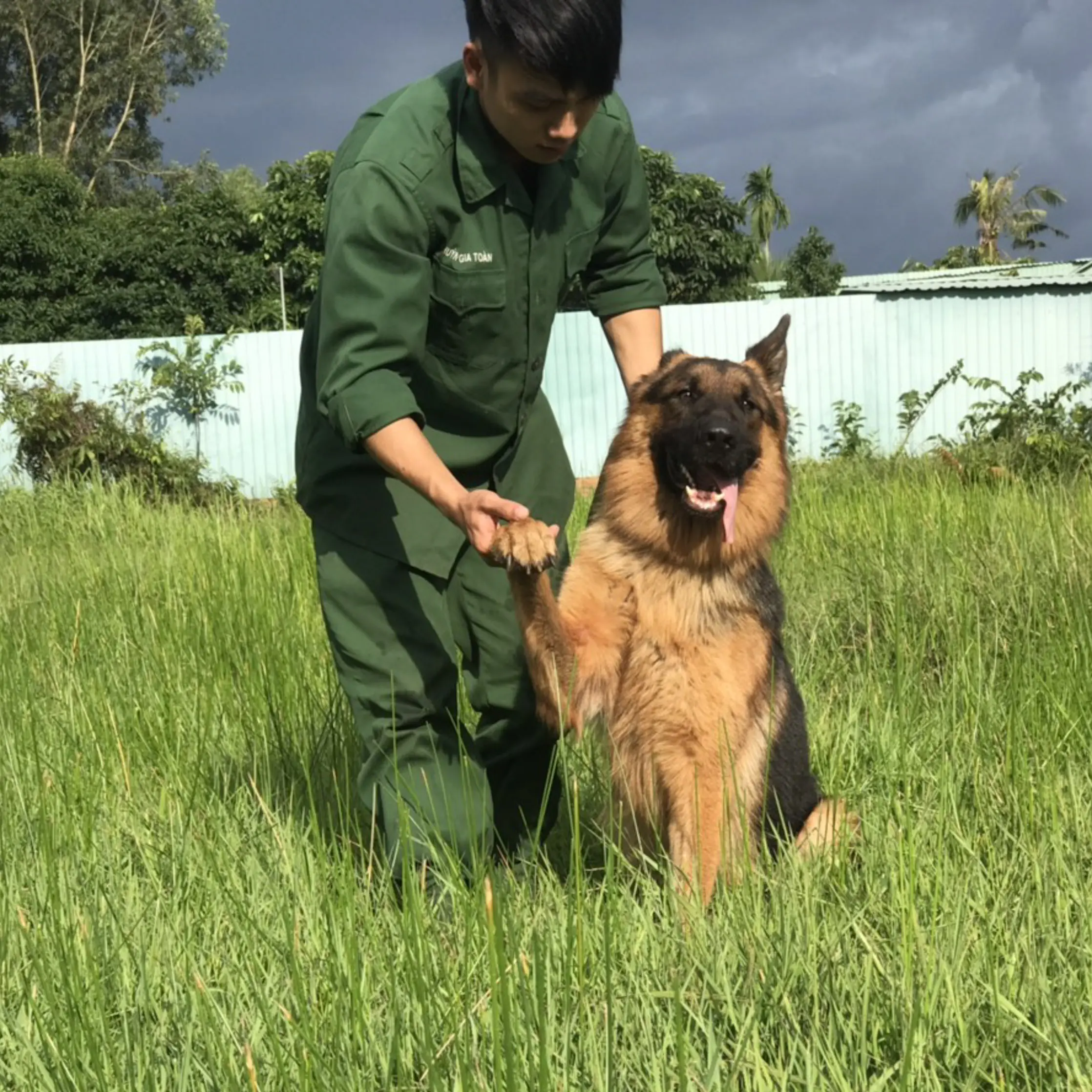 Huấn luyện chó Malinois tại KHUYỂN VIỆT