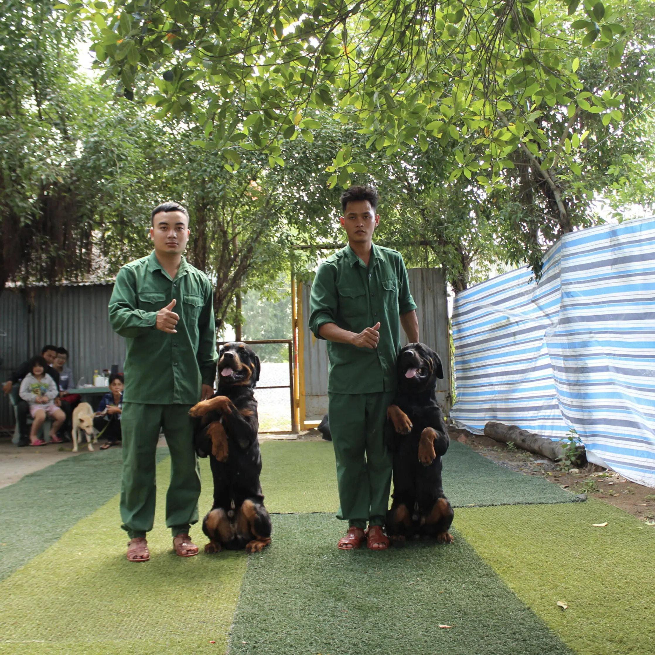 Huấn luyện chó Malinois tại KHUYỂN VIỆT
