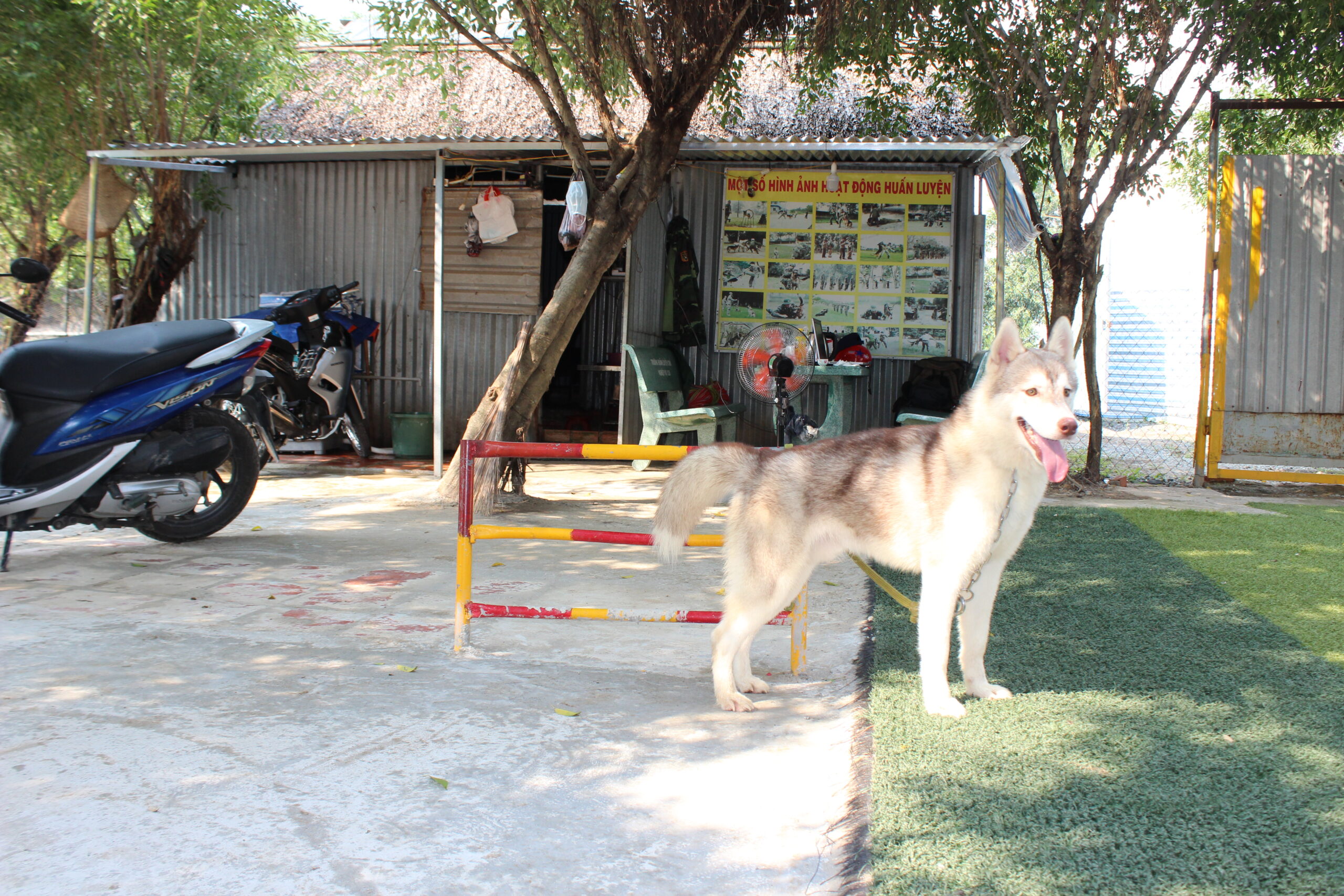 huấn luyện chó husky