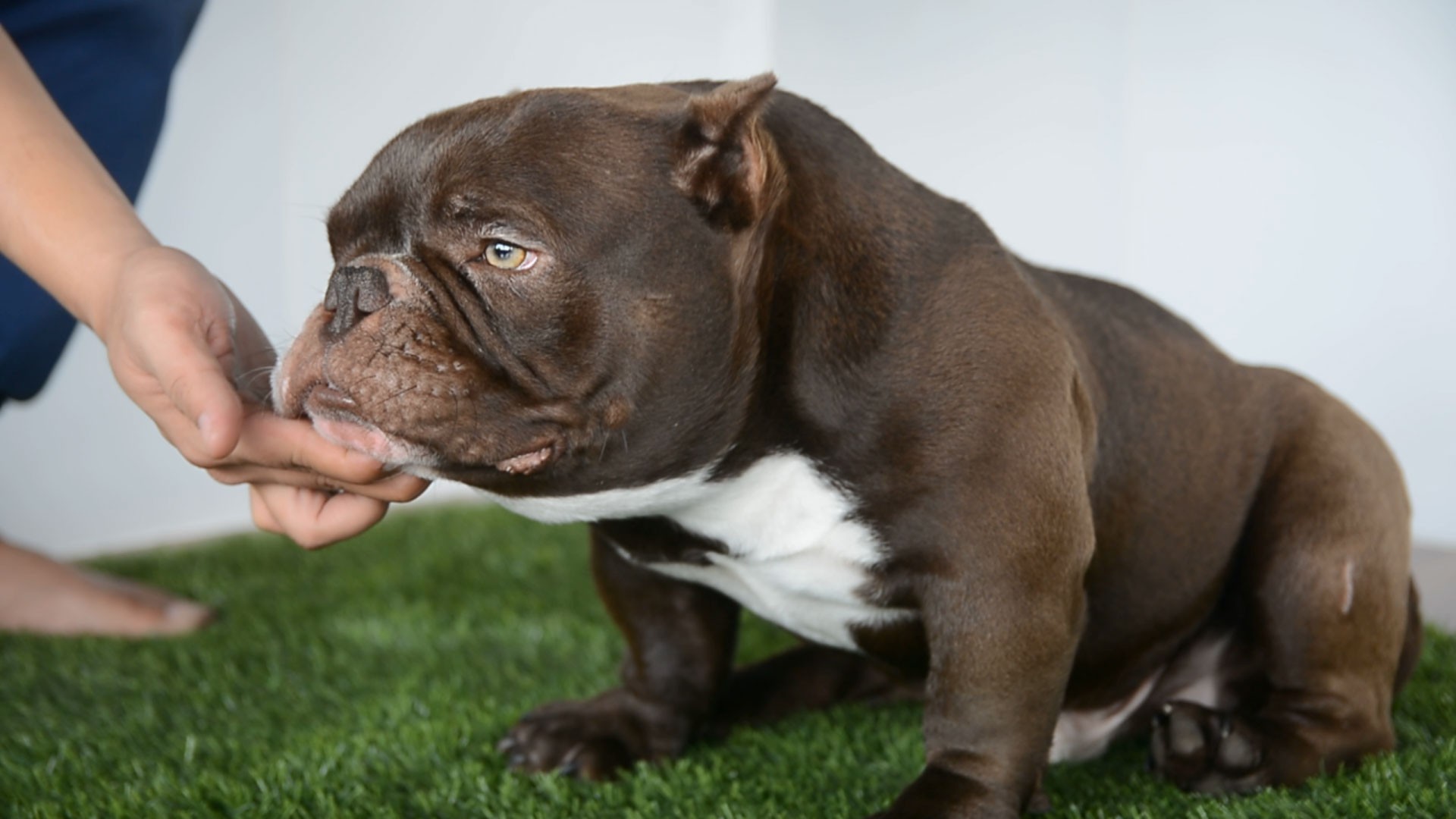 Huấn luyện chó Bully