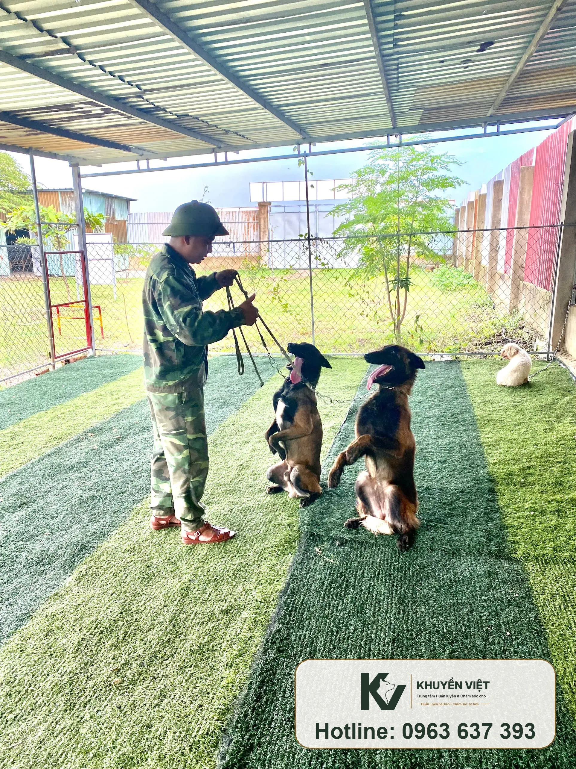 Huấn luyện viên KHUYỂN VIỆT đánh giá tình trạng chó trước khi tư vấn