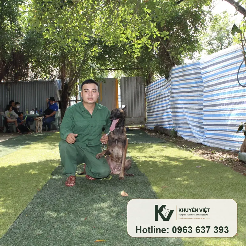 Malinois được đánh giá tính cách trước khi vào bài